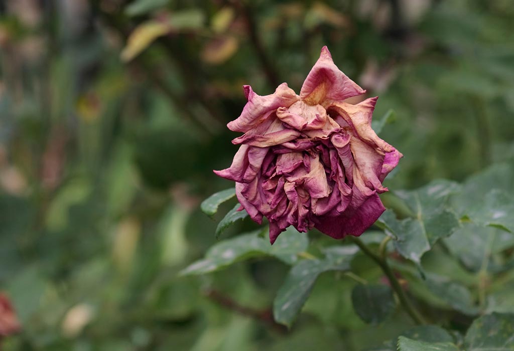 Wilted Rose