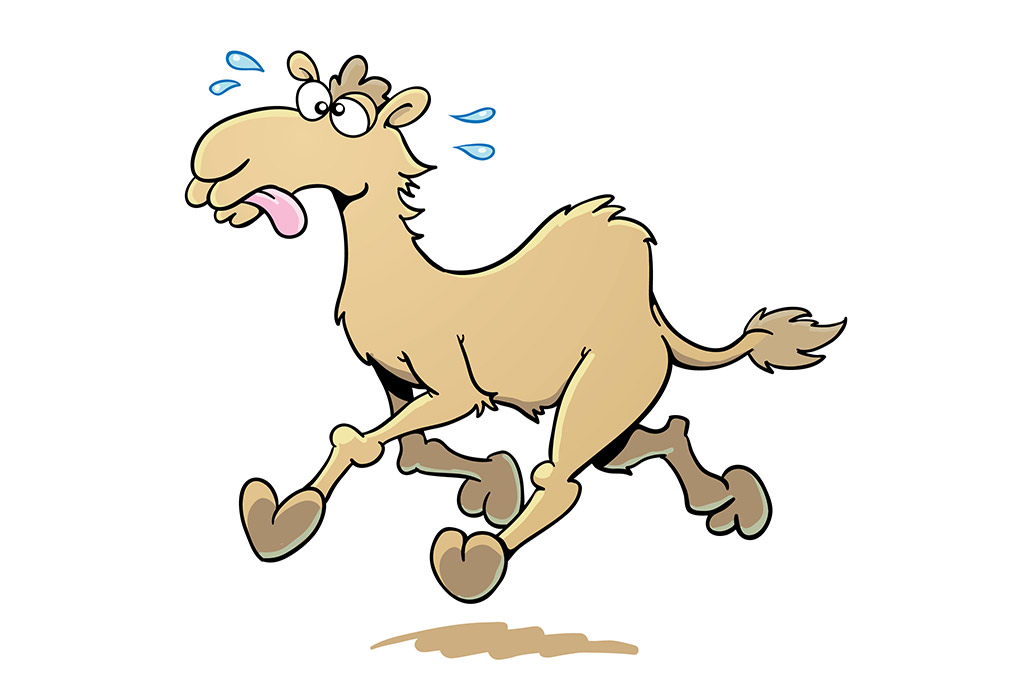 Camel Running