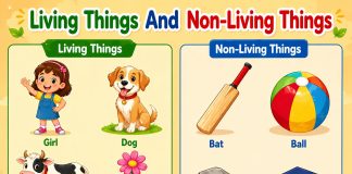 Living Things & Non-Living Things
