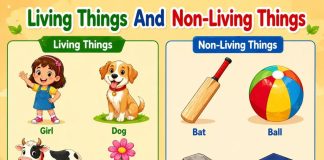 Living & Non Living Things