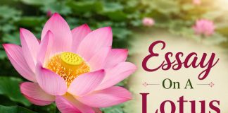 Essay On Lotus Flower