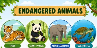 Endangered Animals
