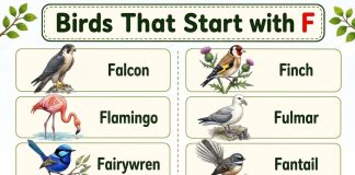 Birds That Start with F