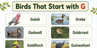Birds That Start with G