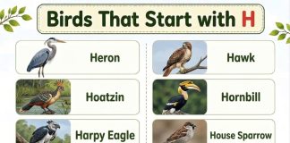 Birds That Start with H