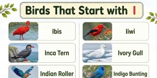 Birds That Start with I
