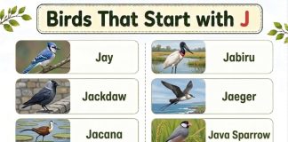 Birds That Start with J
