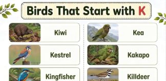 Birds That Start with K