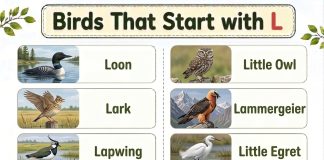 Birds That Start with L