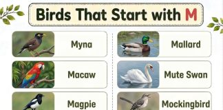 Birds That Start with M