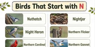 Birds That Start with N