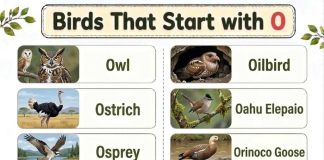 Birds That Start with O
