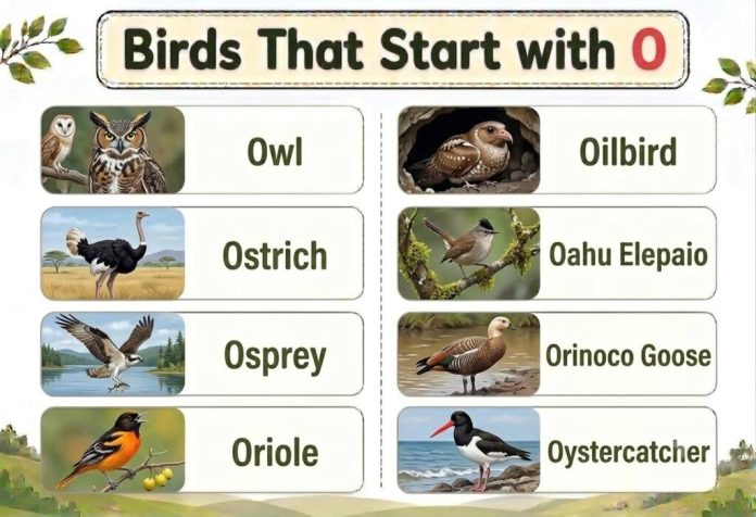 Birds That Start with O