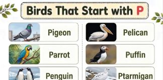 Birds That Start with P