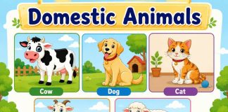 Domestic Animals
