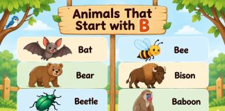 Animal That Start with B