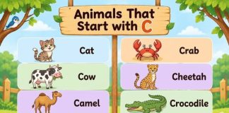 Animals That Start with C