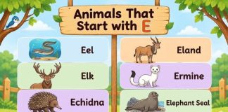 Animals That Start with E