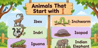 Animals That Start with I