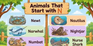 Animals That Start with N
