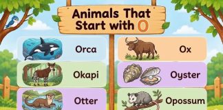 Animals That Start with O