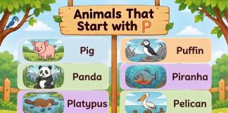 Animals That Start with P