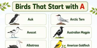 Birds That Start with A