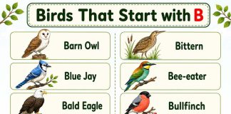 Birds That Start with B