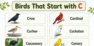 Birds That Start with C