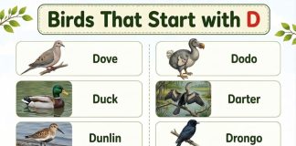 Birds That Start with D