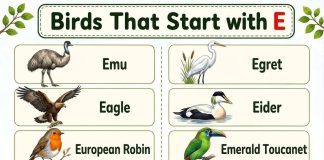 Birds That Start with E