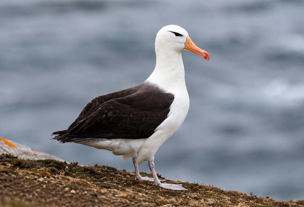 Albatross Albatross