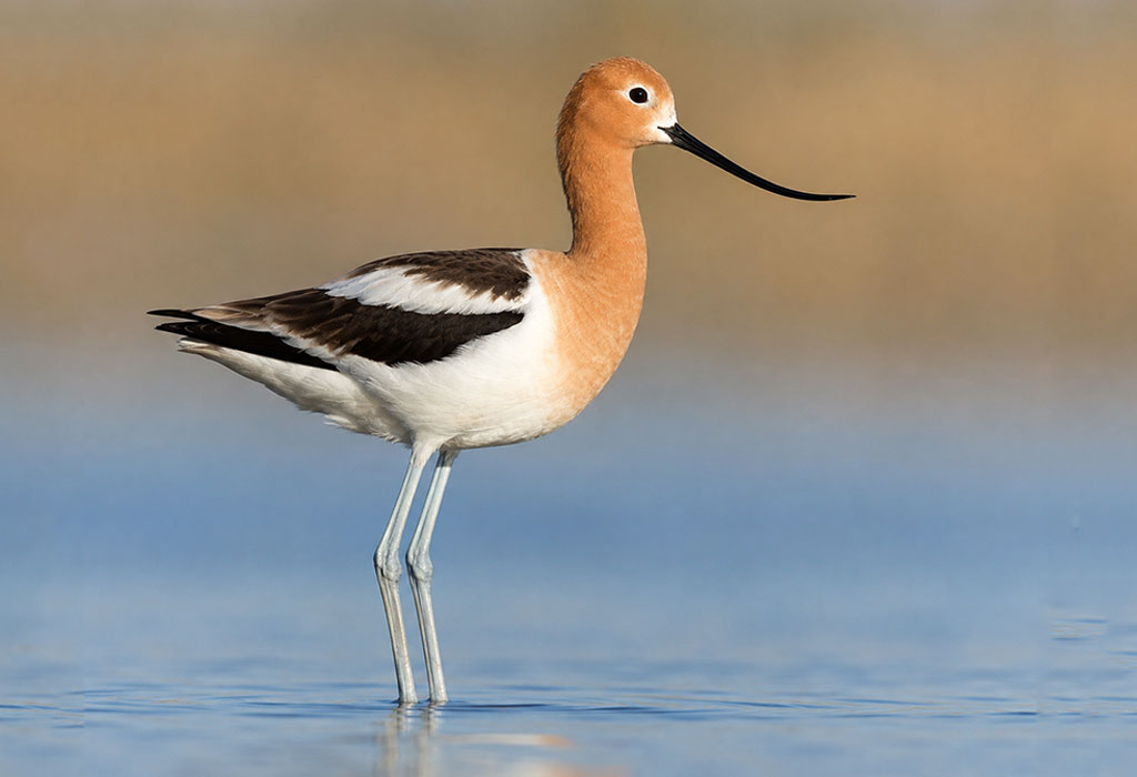 Avocet Avocet
