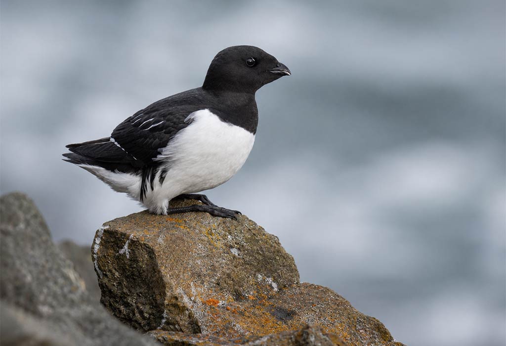 Auk Auk