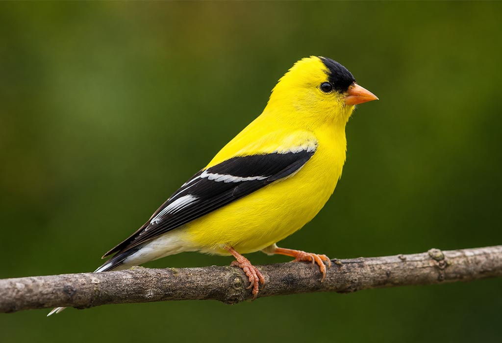 American Goldfinch American Goldfinch