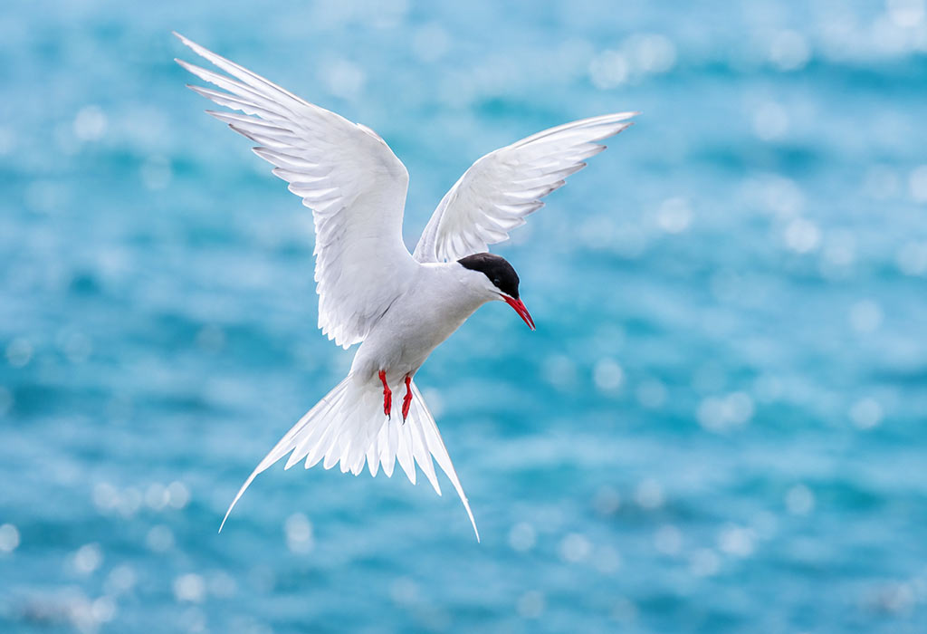 Arctic Tern Arctic Tern