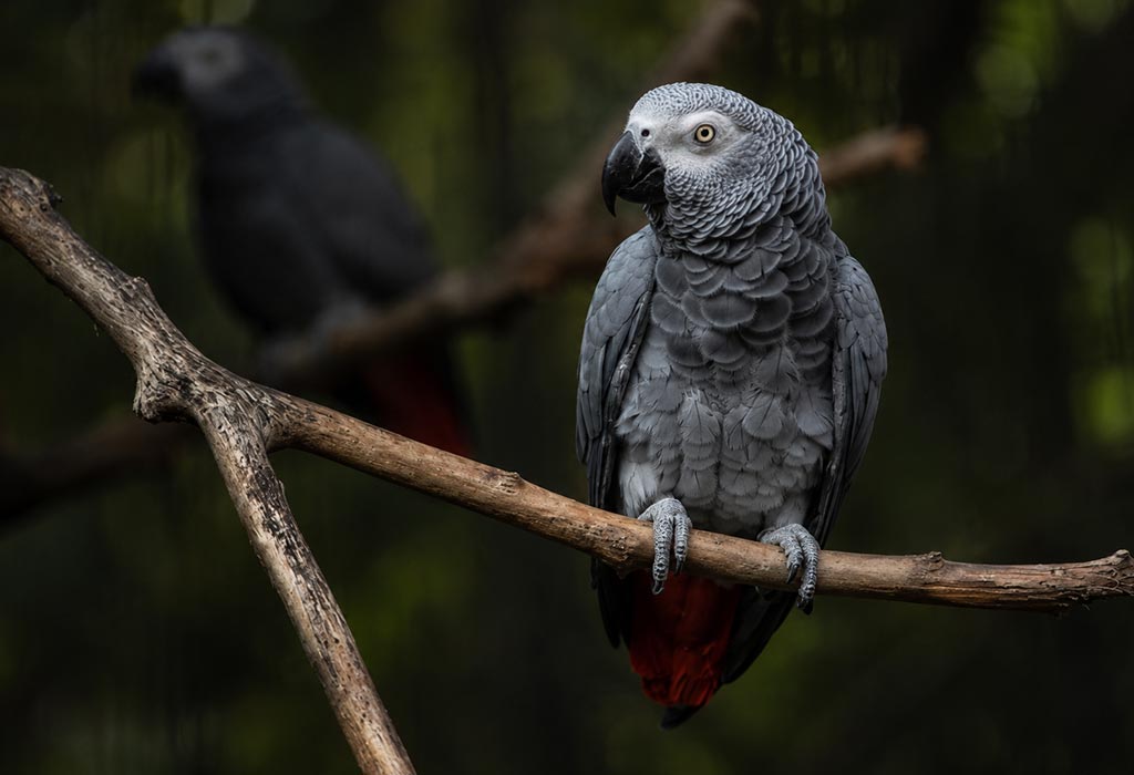 African Grey Parrot African Grey Parrot