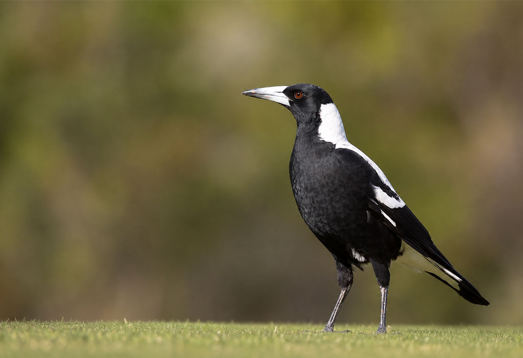 Australian Magpie Australian Magpie