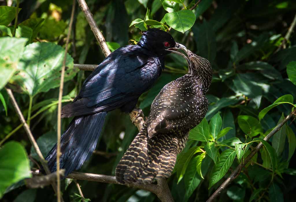 Asian Koel Asian Koel