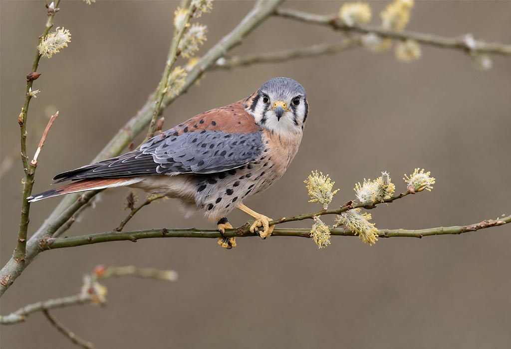 American Kestrel American Kestrel