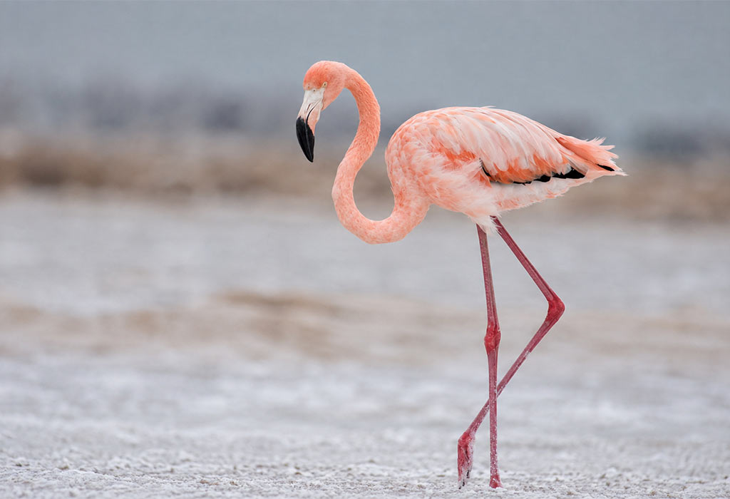 American Flamingo American Flamingo
