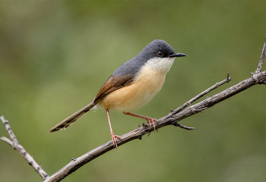 Ashy Prinia Ashy Prinia