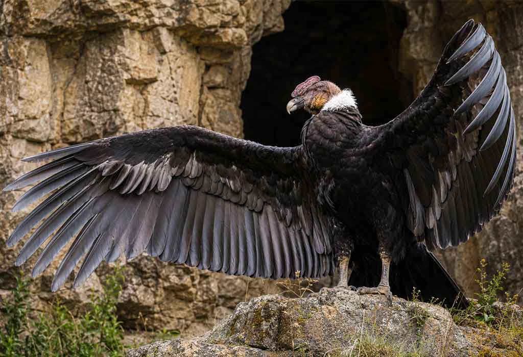 Andean Condor Andean Condor