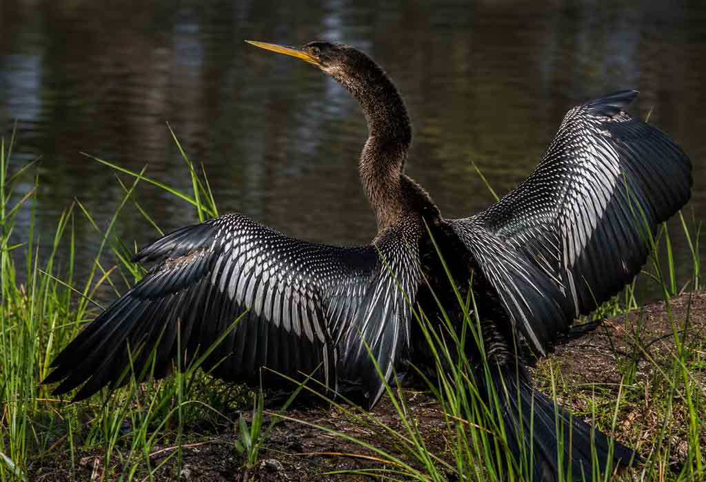 Anhinga Anhinga