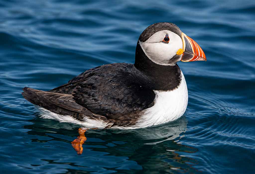 AtlanticPuffin AtlanticPuffin