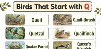 Birds That Start with Q
