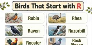 Birds That Start with R