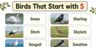 Birds That Start with S