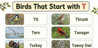 Birds That Start with T