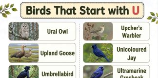 Birds That Start with U
